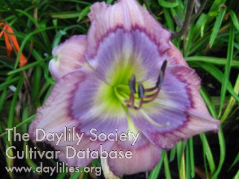 Daylily Commonwealth Avenue
